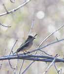 Cedar Waxwing 6096